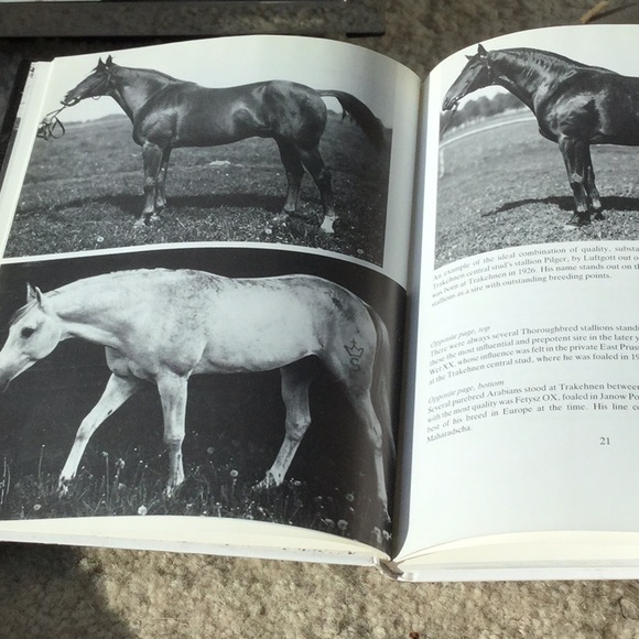 Book, the Trakehner - Picture 5 of 5